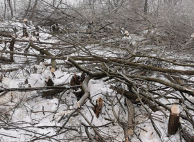 Жители подмосковных Химок жалуются на незаконную вырубку деревьев